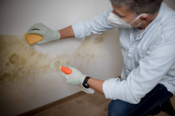 Best Black Mold Removal  in Lake Odessa, MI