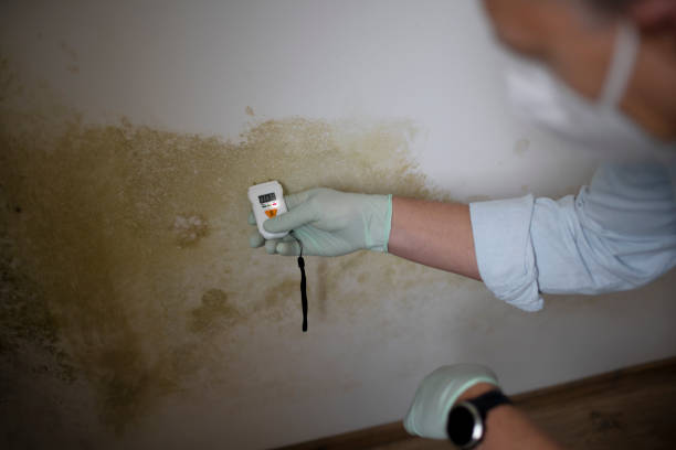 Best Black Mold Removal  in Lake Odessa, MI