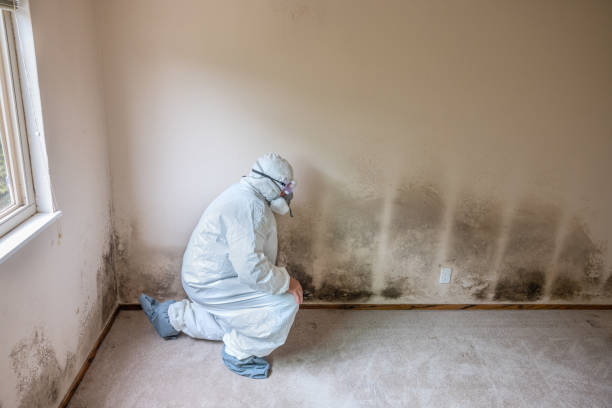 Mold Removal and Inspection in Lake Odessa, MI