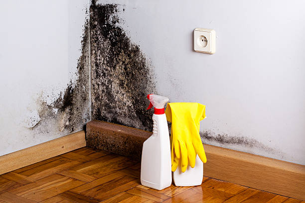 Trusted Lake Odessa, MI Mold Removal Experts