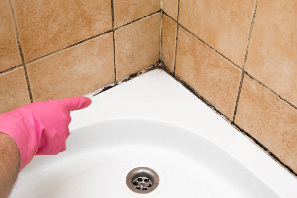 Home Mold Removal in Lake Odessa, MI